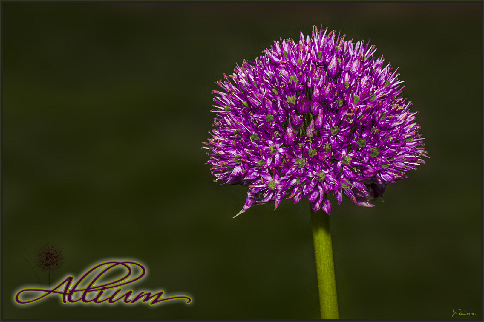 Allium