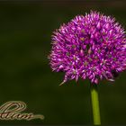 Allium