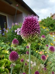 Allium