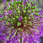 Allium