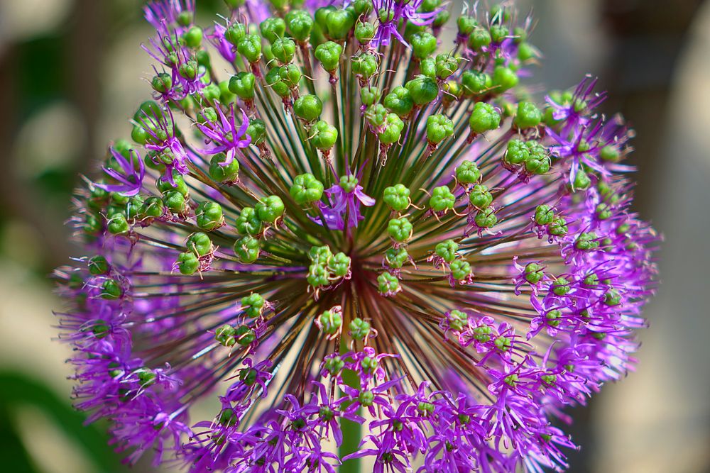 Allium