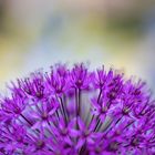 Allium