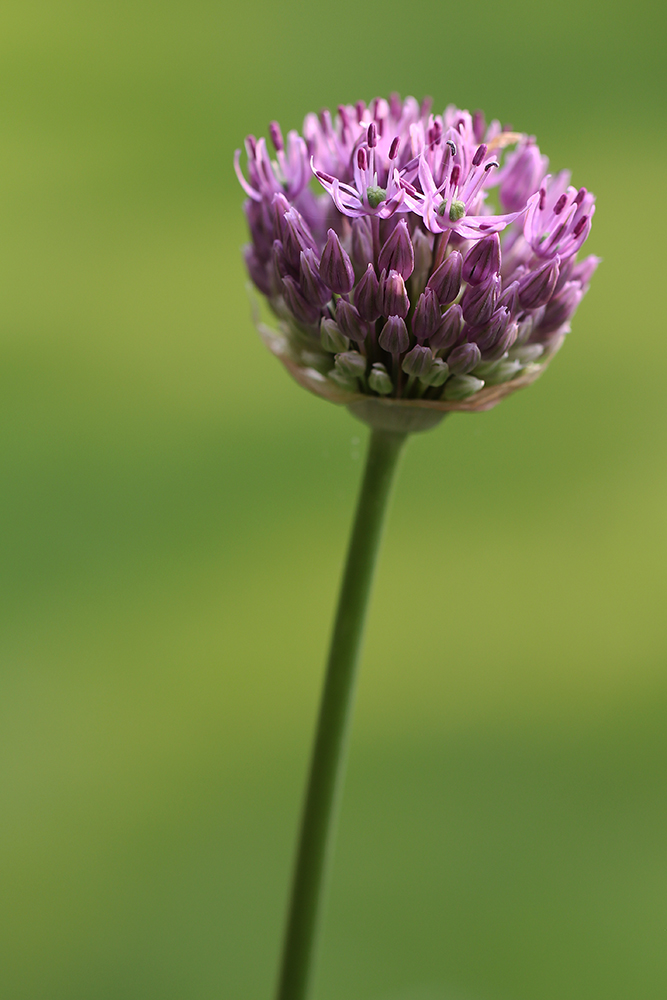 Allium ...