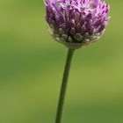 Allium ...