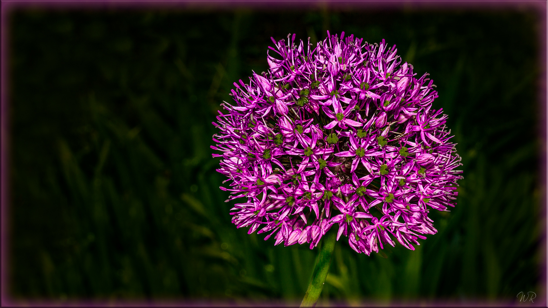 Allium Foto & Bild frühling, natur, pflanzen Bilder auf