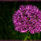 Allium