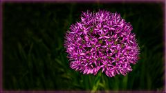 Allium