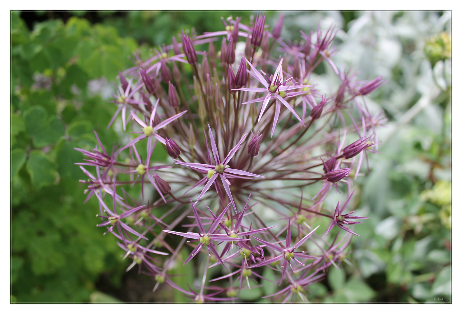 ALLIUM