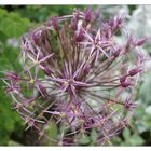 ALLIUM