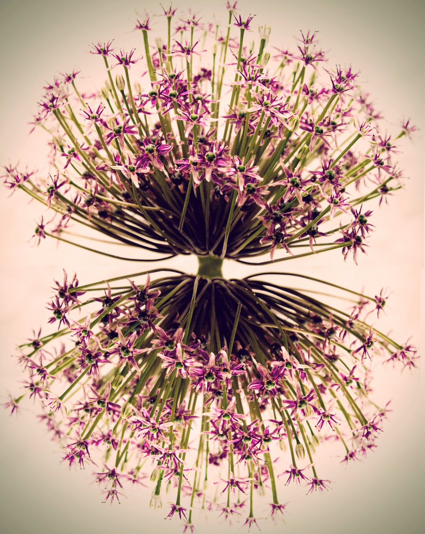 Allium