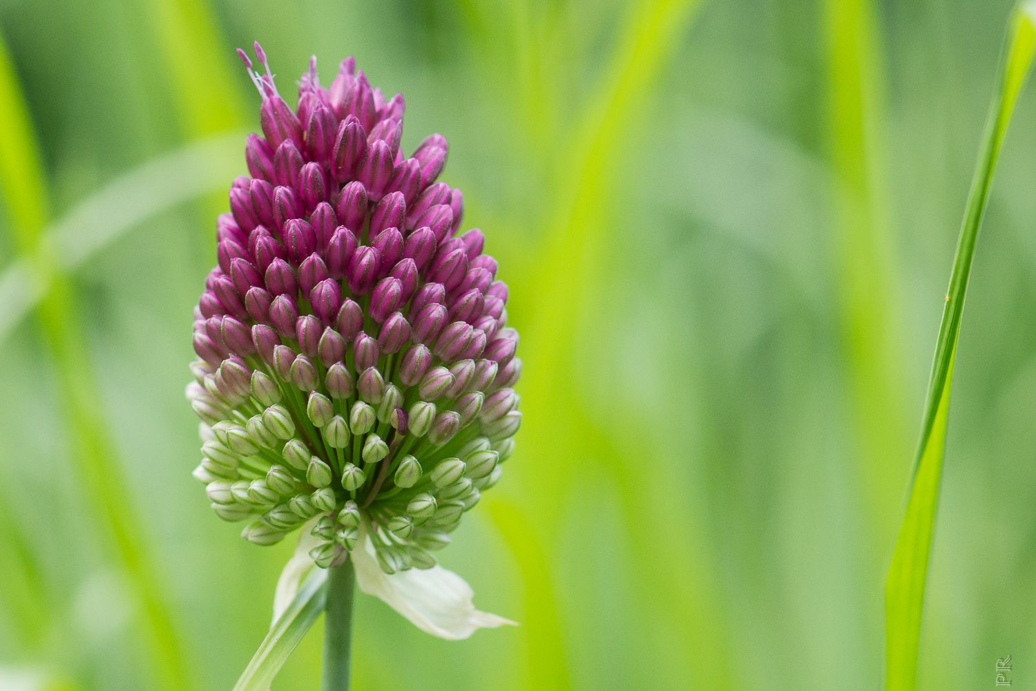 Allium