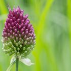 Allium