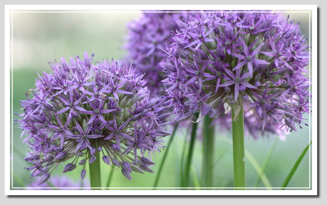 ...allium...