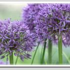 ...allium...