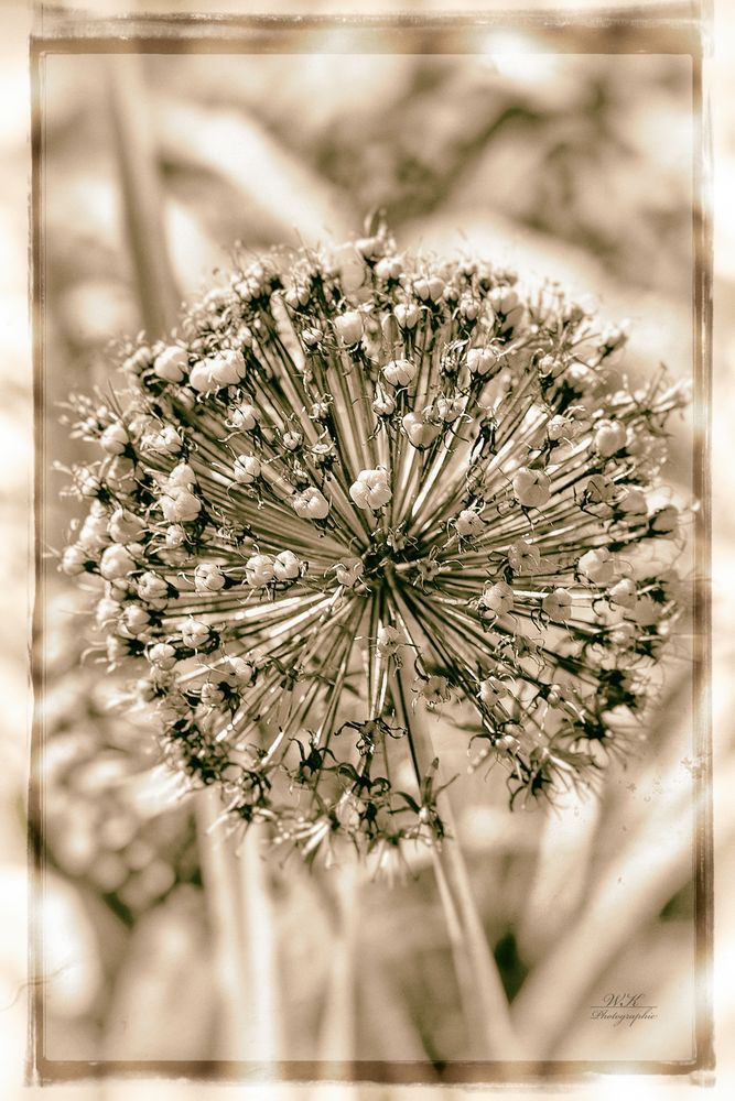 Allium