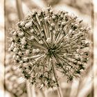 Allium