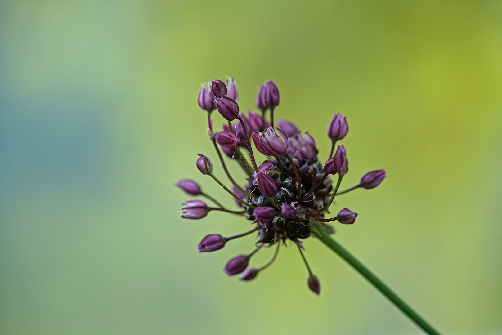 Allium