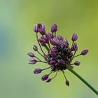 Allium