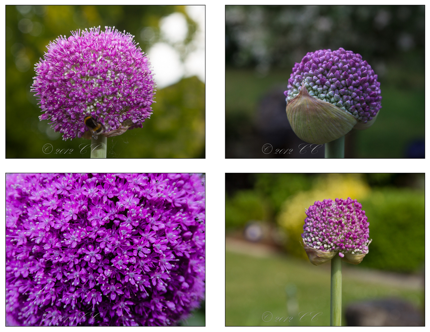 Allium