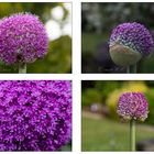 Allium