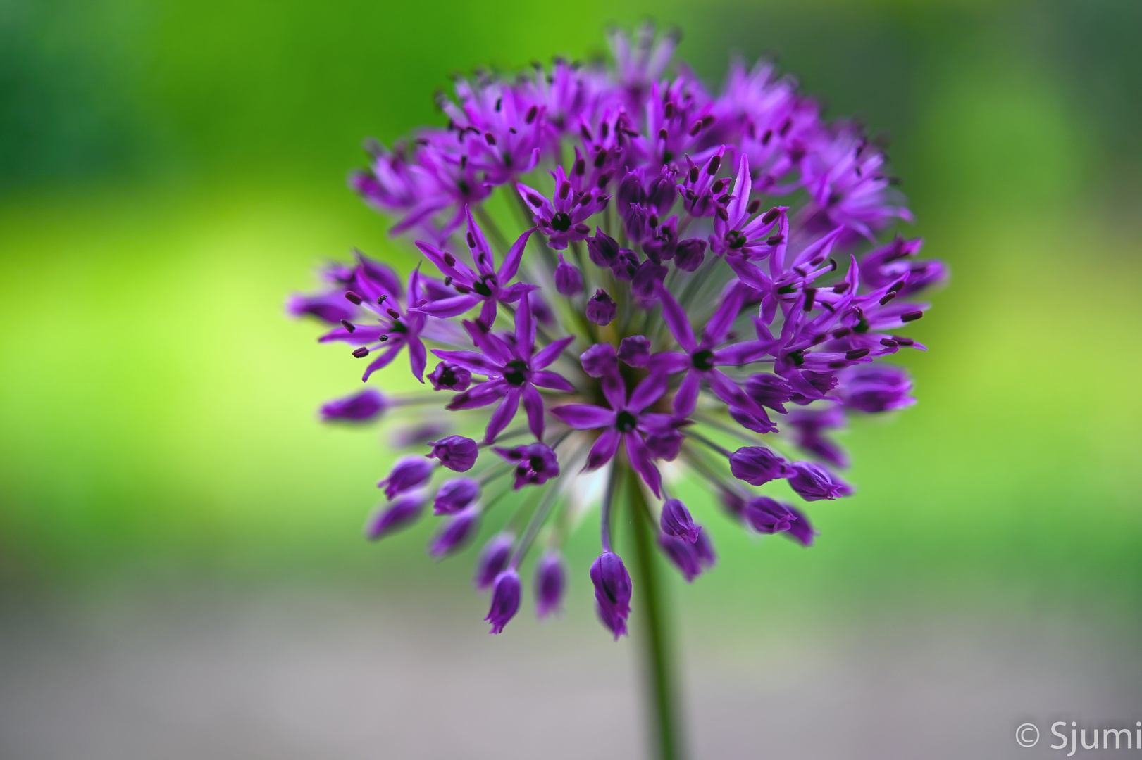 Allium