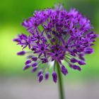 Allium