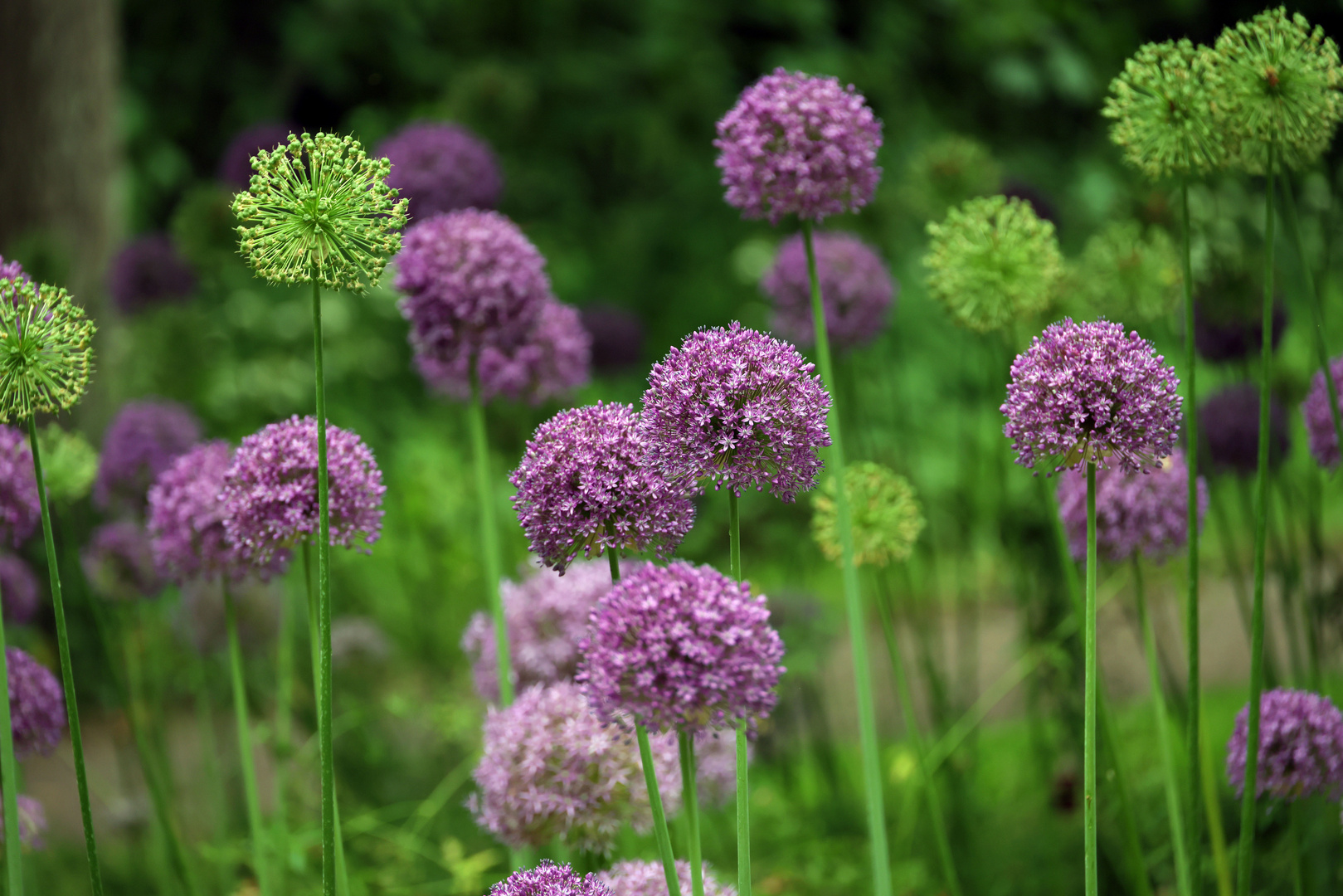 Allium