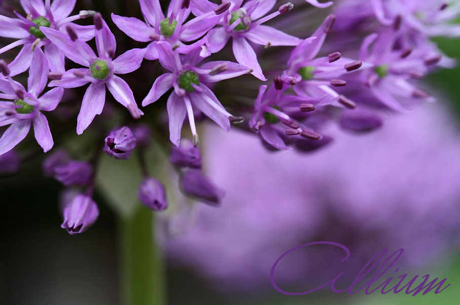 Allium ...