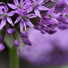 Allium ...