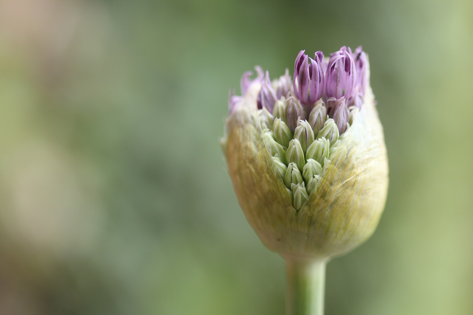 Allium 