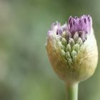 Allium 