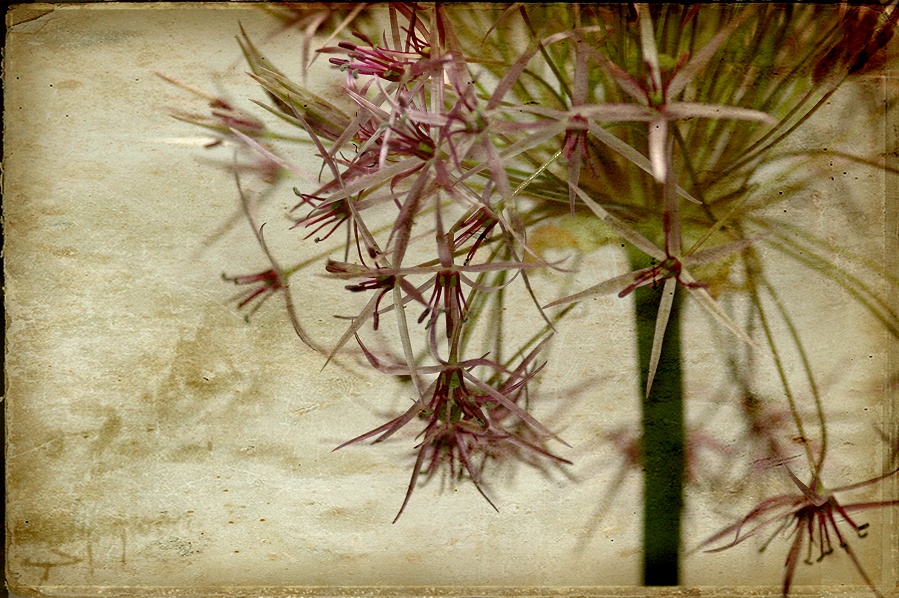 Allium