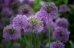 Allium