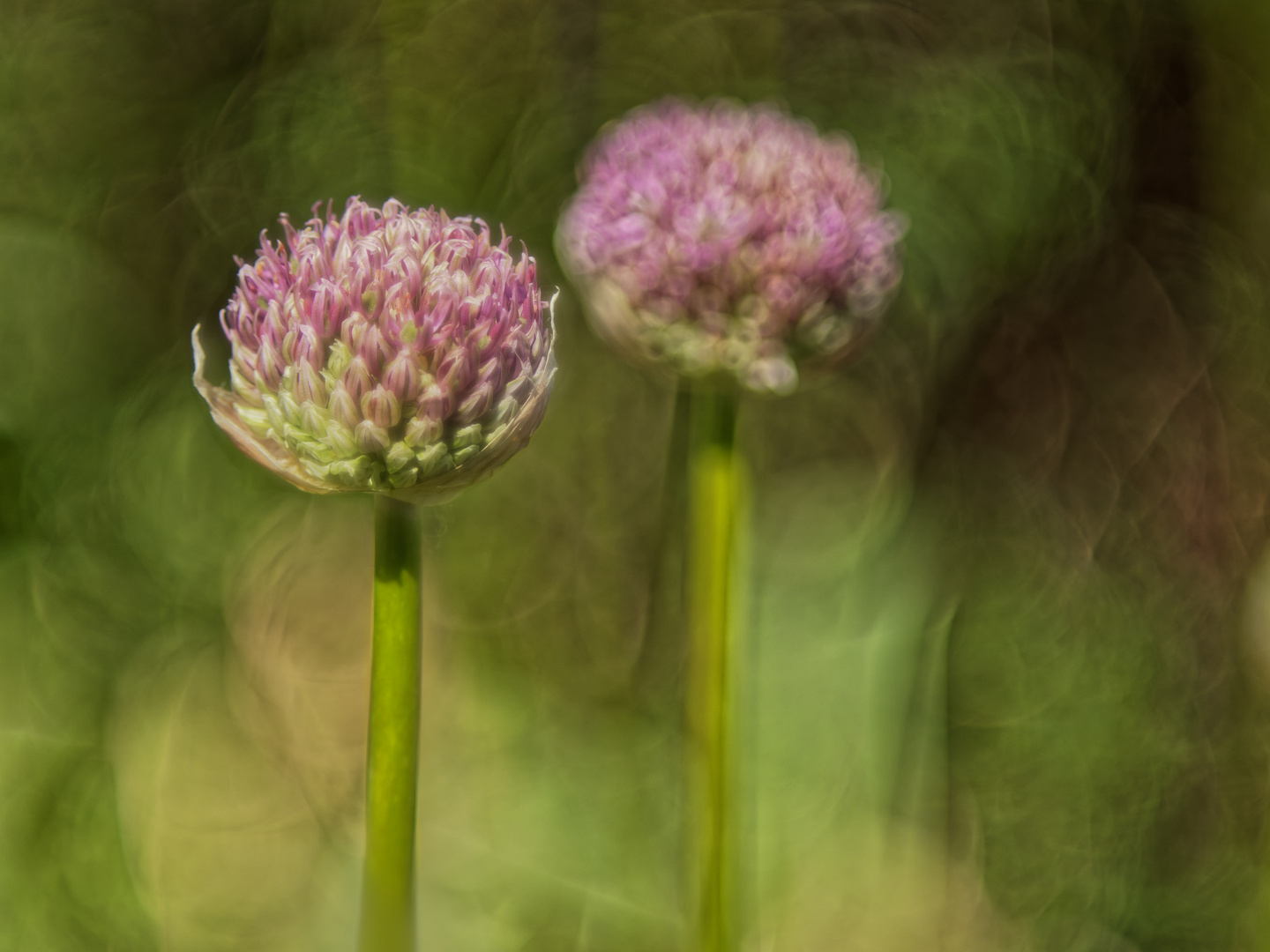 Allium