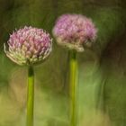 Allium