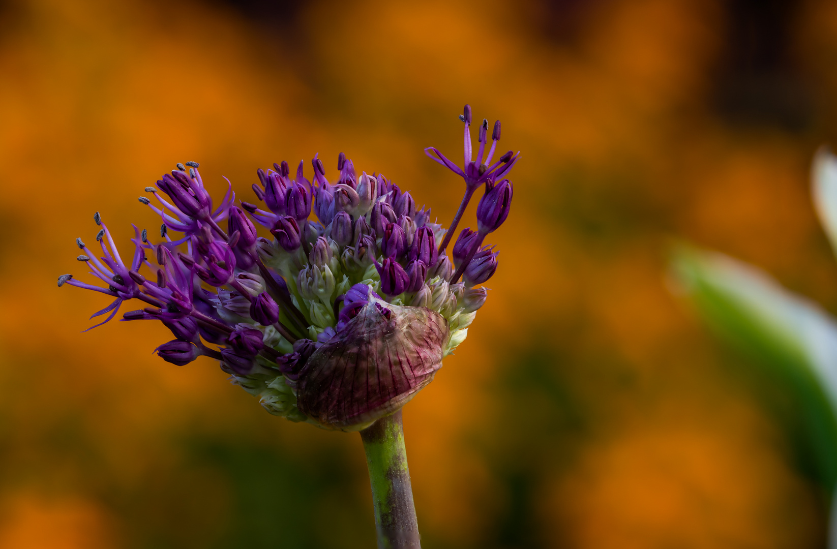 Allium