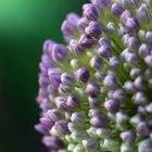 Allium