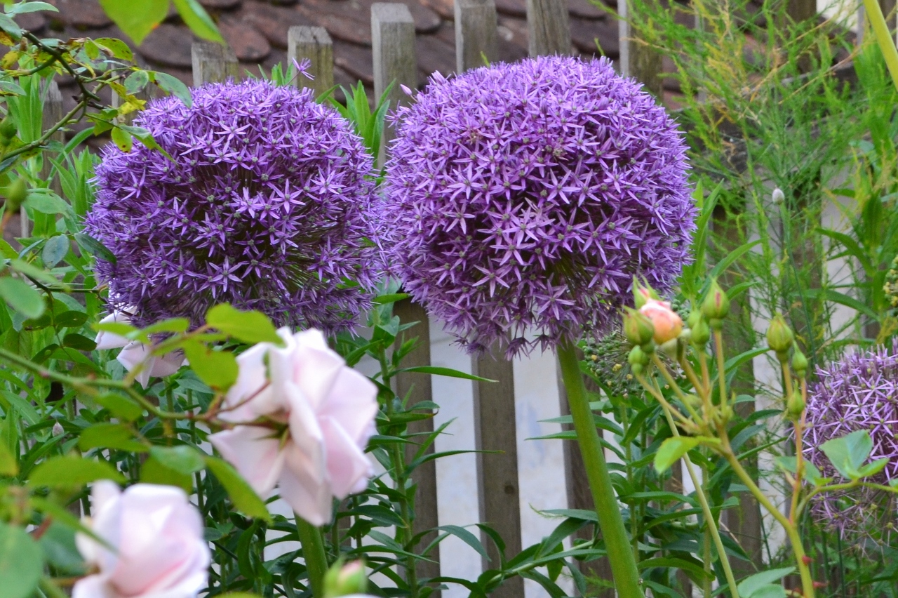 Allium