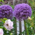 Allium