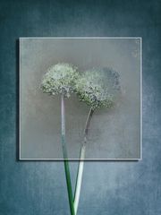 Allium