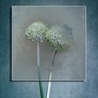 Allium