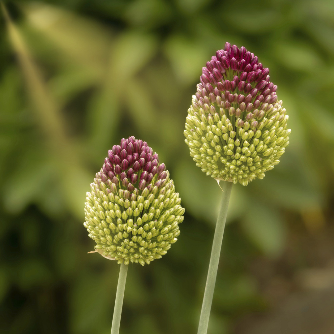 Allium