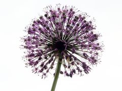 Allium