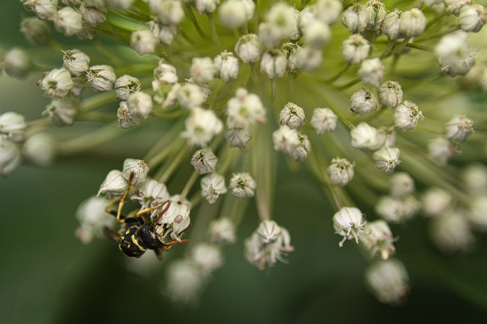 Allium