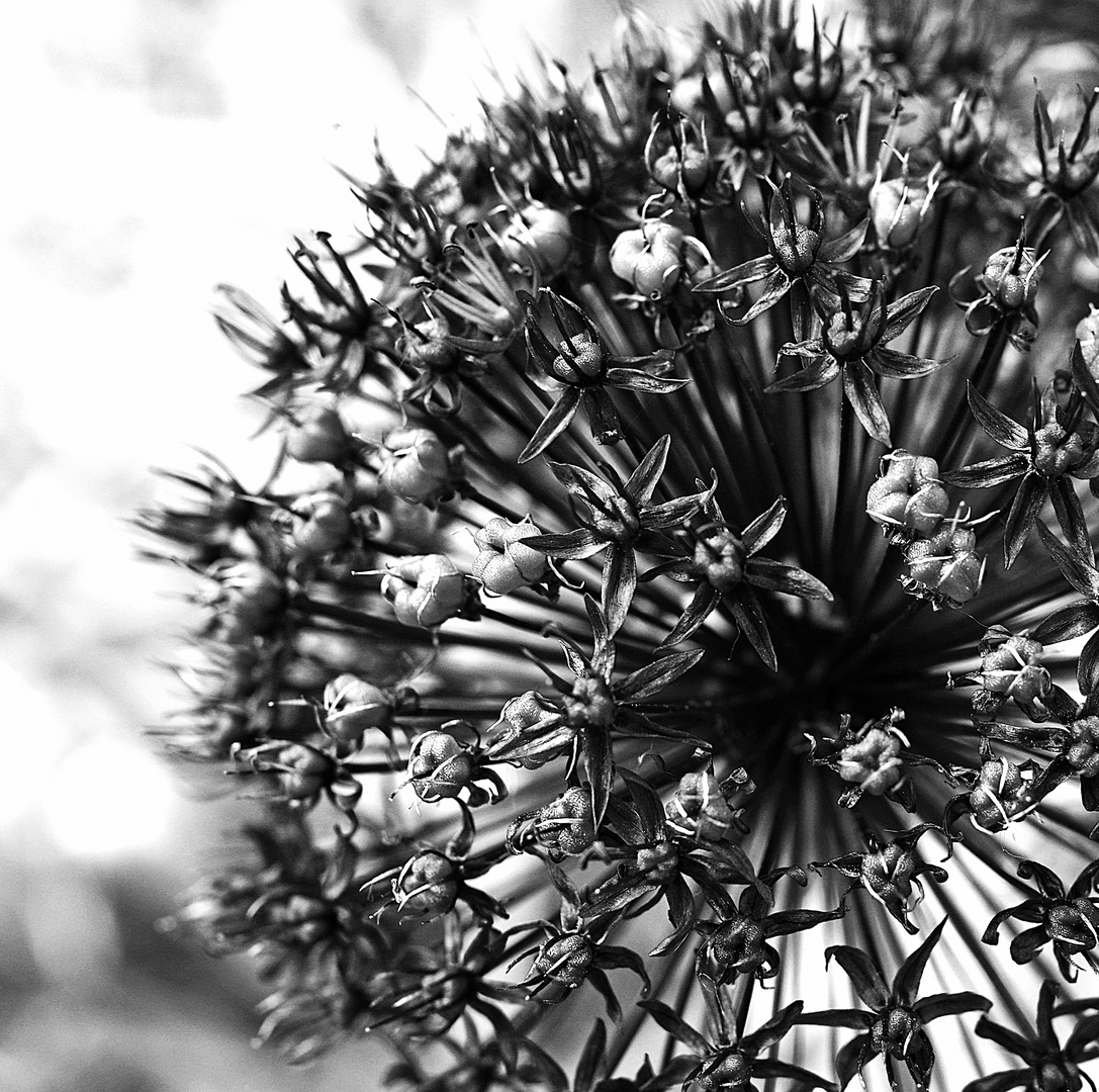 Allium