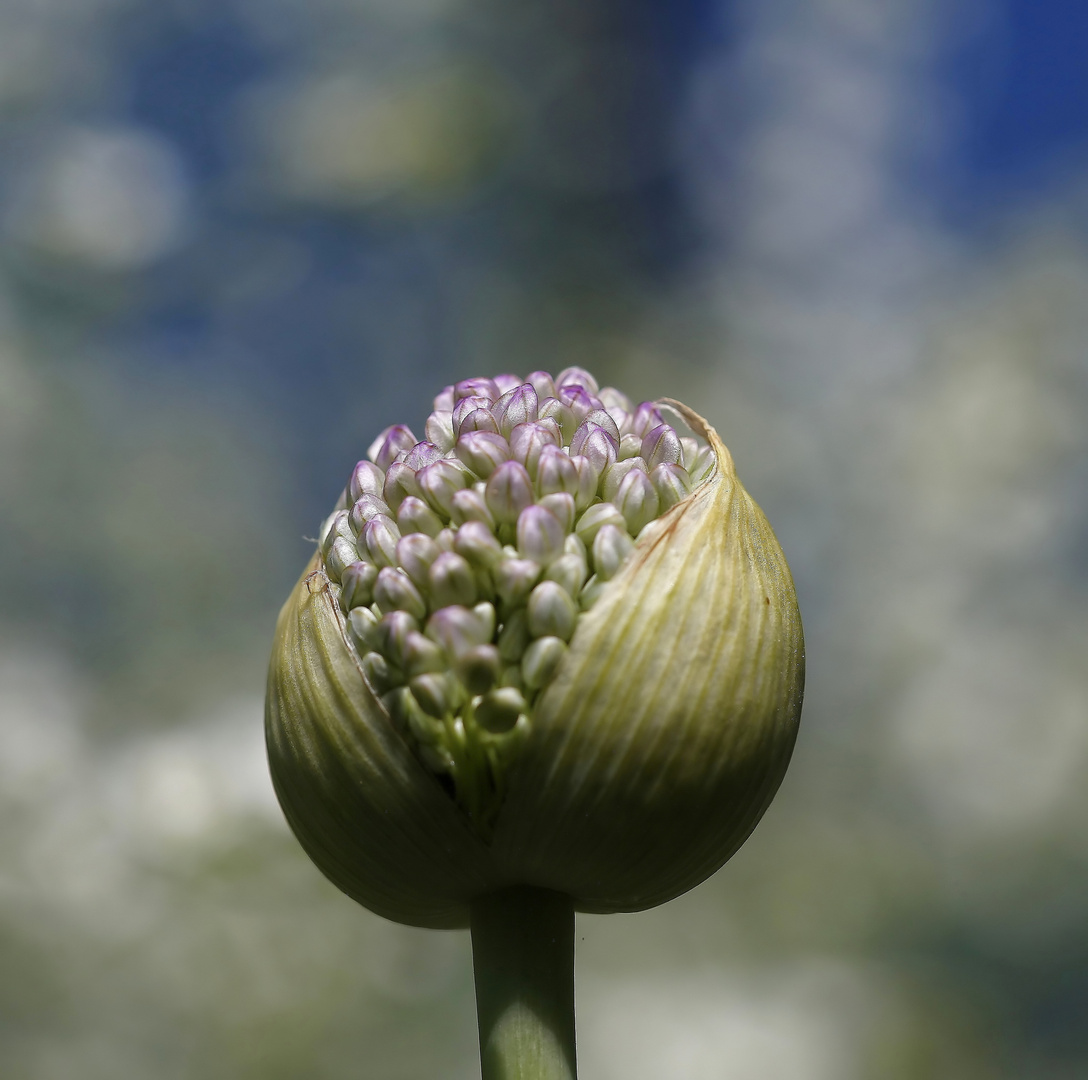 Allium