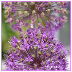 Allium