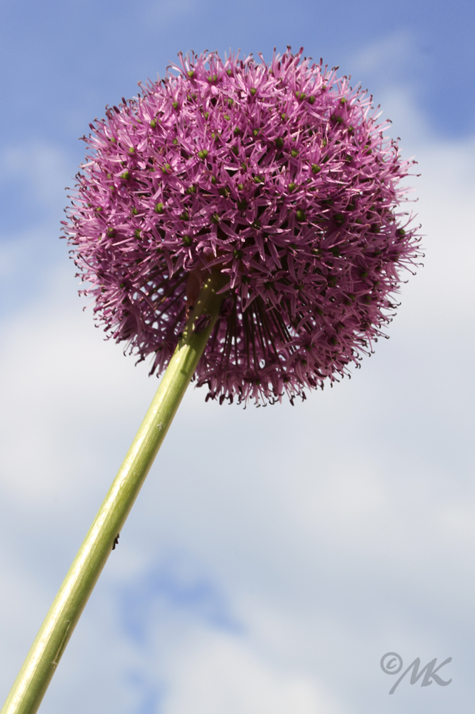 Allium