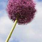 Allium