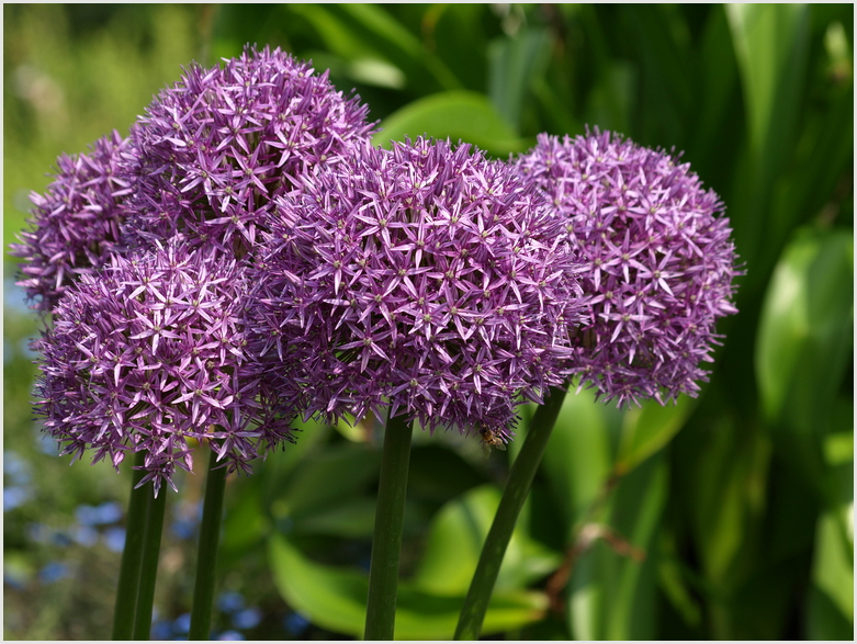 Allium